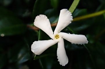 P2166700a.jpg